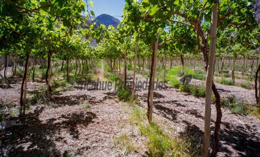 Venta de grandes terrenos en Huanta a orilla de carretera. Valle del Elqui.