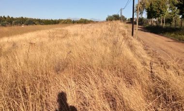 Vendo  Parcela en Peumo Negro  San Clemente  V 1686-P-20-LR-11.25