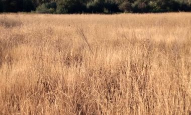 Vendo  Parcela en Peumo Negro  San Clemente  V 1686-P-20-LR-11.25