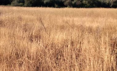 Vendo  Parcela en Peumo Negro  San Clemente  V 1686-P-20-LR-11.25