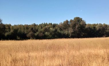 Vendo  Parcela en Peumo Negro  San Clemente  V 1686-P-20-LR-11.25