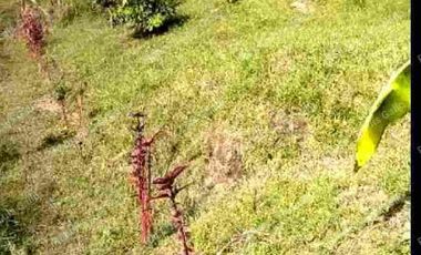 Vendo finca como lote en el municipio de san vicente .