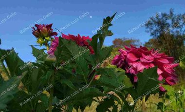 Vendo finca como lote en el municipio de san vicente .