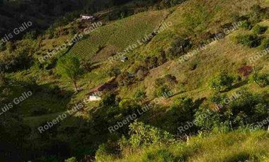 Vendo finca como lote en el municipio de san vicente .