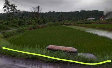 Sawah Murah Hook 2 muka di Sendangsari Sleman