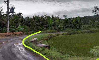 Sawah Murah Hook 2 muka di Sendangsari Sleman