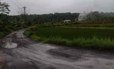 Sawah Murah Hook 2 muka di Sendangsari Sleman