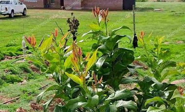 Venta de Parcela en Ovalle 5000 m2