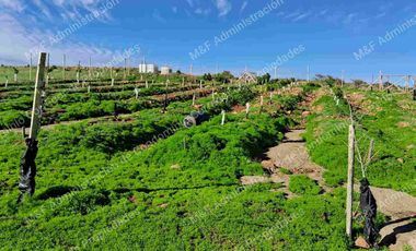 Venta de Parcela en Ovalle 5000 m2