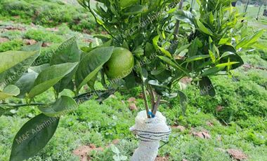 Venta de Parcela en Ovalle 5000 m2