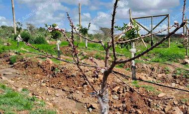 Venta de Parcela en Ovalle 5000 m2