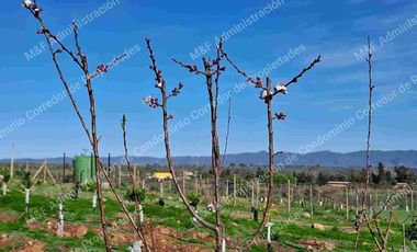 Venta de Parcela en Ovalle 5000 m2