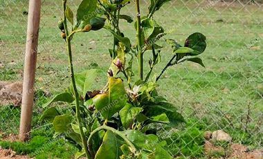 Venta de Parcela en Ovalle 5000 m2