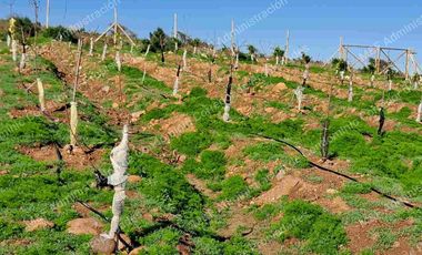 Venta de Parcela en Ovalle 5000 m2