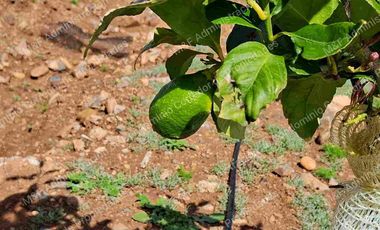 Venta de Parcela en Ovalle 5000 m2