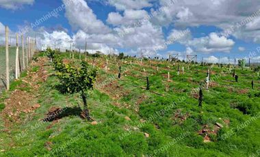 Venta de Parcela en Ovalle 5000 m2