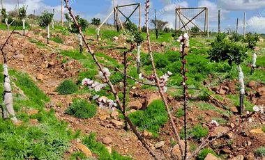 Venta de Parcela en Ovalle 5000 m2