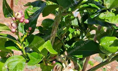 Venta de Parcela en Ovalle 5000 m2