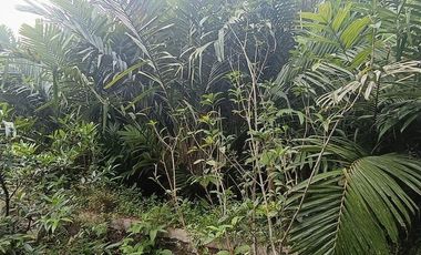 Tanah 24600 Meter Persegi Cocok Untuk Homestay/Glamping, Wonokerto, Turi