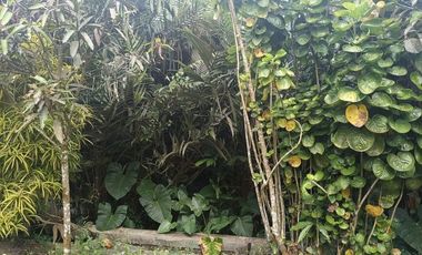 Tanah 24600 Meter Persegi Cocok Untuk Homestay/Glamping, Wonokerto, Turi