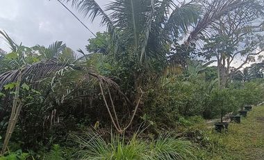 Tanah 24600 Meter Persegi Cocok Untuk Homestay/Glamping, Wonokerto, Turi