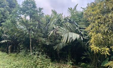 Tanah 24600 Meter Persegi Cocok Untuk Homestay/Glamping, Wonokerto, Turi