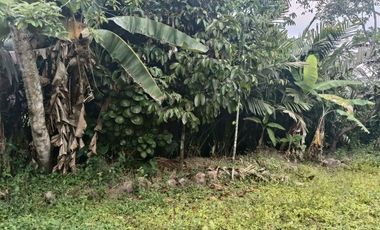 Tanah 24600 Meter Persegi Cocok Untuk Homestay/Glamping, Wonokerto, Turi