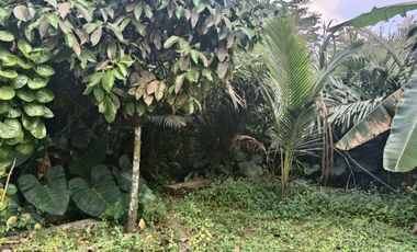 Tanah 24600 Meter Persegi Cocok Untuk Homestay/Glamping, Wonokerto, Turi