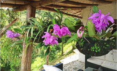 Damasco Vereda Cordoncillo Finca En Venta 380 Mm