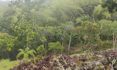 Damasco Vereda Cordoncillo Finca En Venta 380 Mm