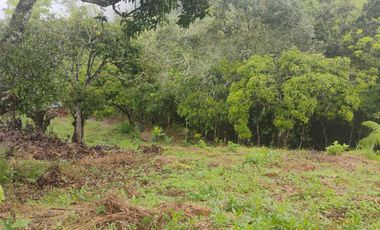 Damasco Vereda Cordoncillo Finca En Venta 380 Mm