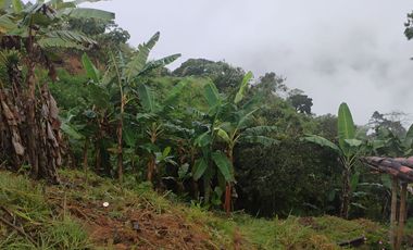 Damasco Vereda Cordoncillo Finca En Venta 380 Mm