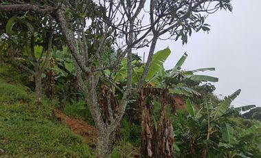 Damasco Vereda Cordoncillo Finca En Venta 380 Mm