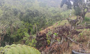 Damasco Vereda Cordoncillo Finca En Venta 380 Mm