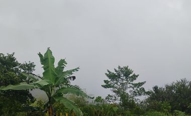 Damasco Vereda Cordoncillo Finca En Venta 380 Mm