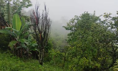 Damasco Vereda Cordoncillo Finca En Venta 380 Mm