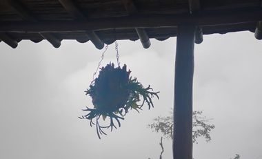 Damasco Vereda Cordoncillo Finca En Venta 380 Mm