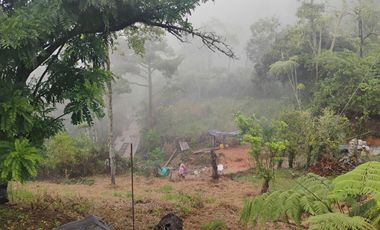 Damasco Vereda Cordoncillo Finca En Venta 380 Mm