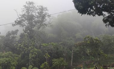 Damasco Vereda Cordoncillo Finca En Venta 380 Mm