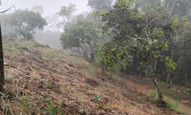 Damasco Vereda Cordoncillo Finca En Venta 380 Mm