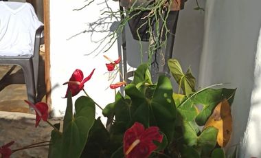 Damasco Vereda Cordoncillo Finca En Venta 380 Mm