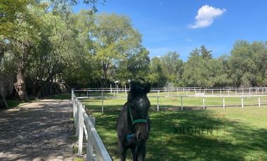 Rancho Privilegiado Con 2 Pozos en venta Y Bella Ecología. 10 Caballerizas, Potreros. Lago, Invernaderos, etc.