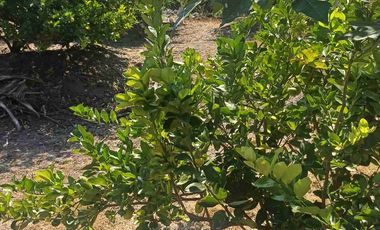 HUERTA DE LIMON SIN SEMILLA EN VENTA