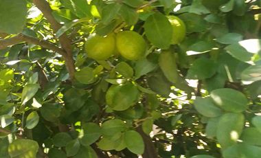 HUERTA DE LIMON SIN SEMILLA EN VENTA