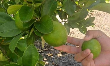 HUERTA DE LIMON SIN SEMILLA EN VENTA