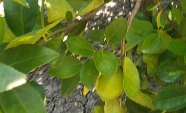 HUERTA DE LIMON SIN SEMILLA EN VENTA