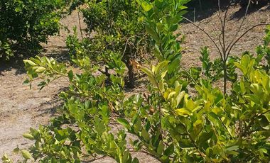 HUERTA DE LIMON SIN SEMILLA EN VENTA