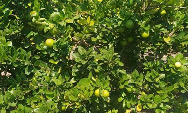 HUERTA DE LIMON SIN SEMILLA EN VENTA