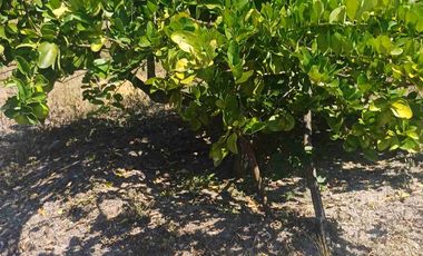 HUERTA DE LIMON SIN SEMILLA EN VENTA