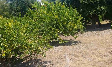 HUERTA DE LIMON SIN SEMILLA EN VENTA